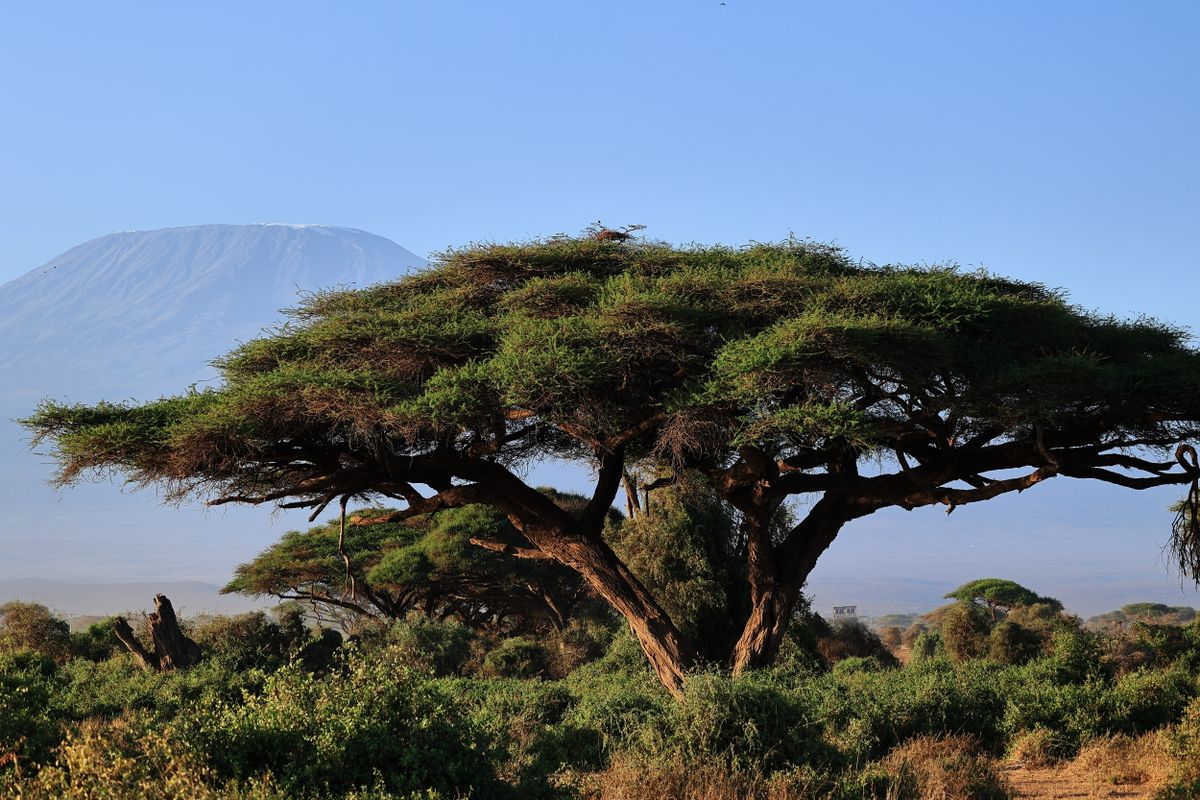 Campamento de altura en el Kilimanjaro