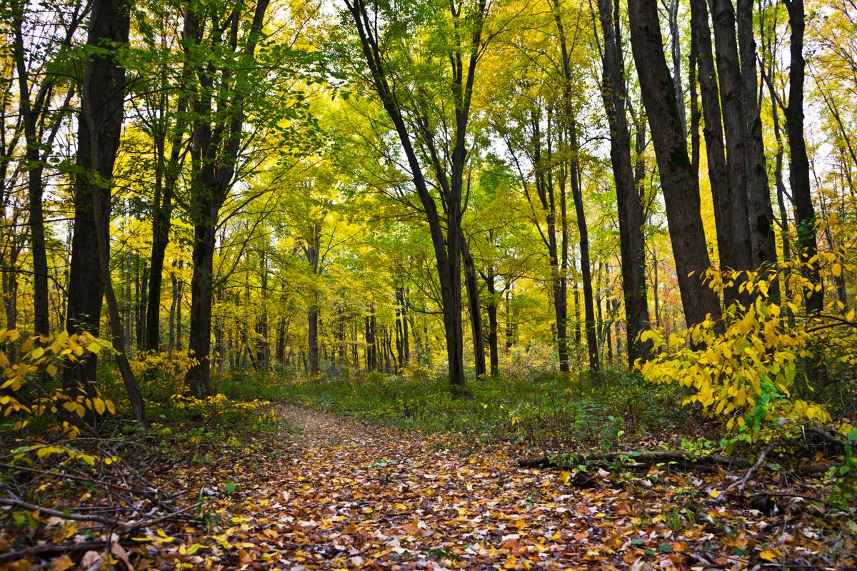 The Path